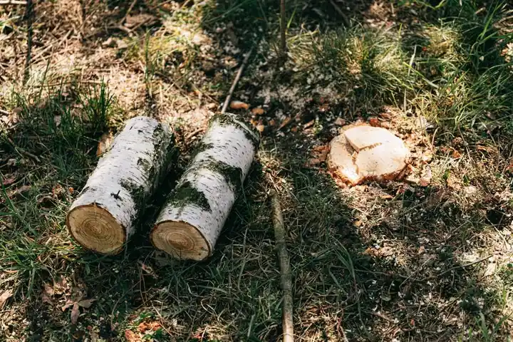 Benefits of Professional Tree Planting