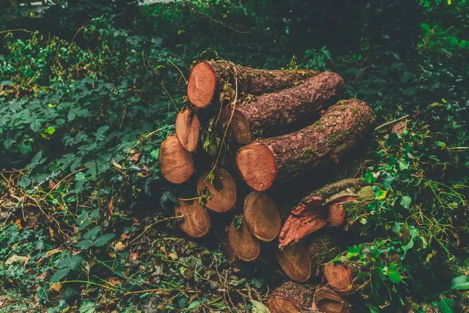 Residential Tree Service