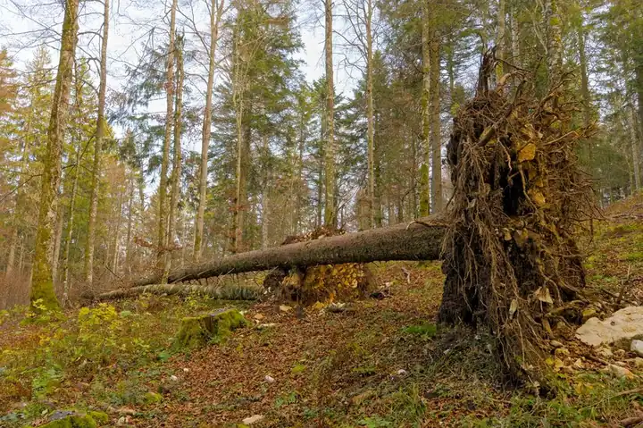 Captured in Switzerland, a massive fallen tree lies in a serene forest setting, showcasing nature's power.