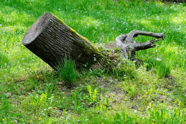 Commercial Tree Service