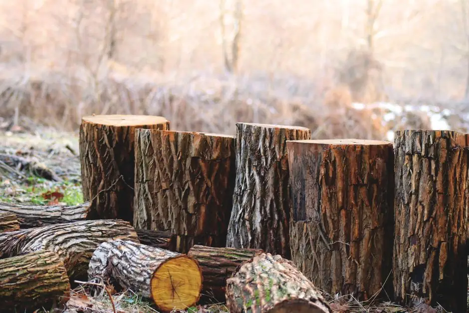 Commercial Tree Service