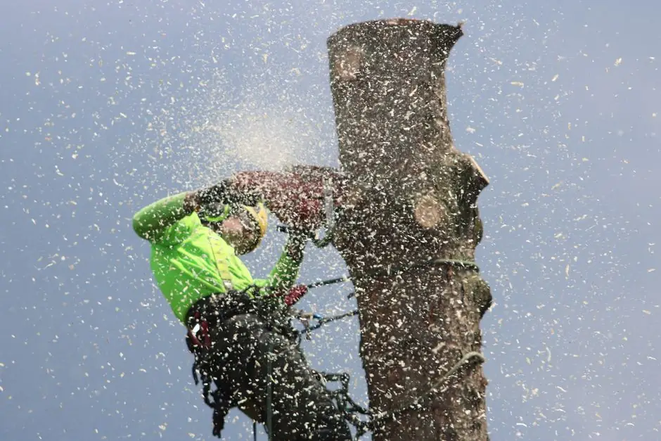 Our Expertise in Emergency Tree Services