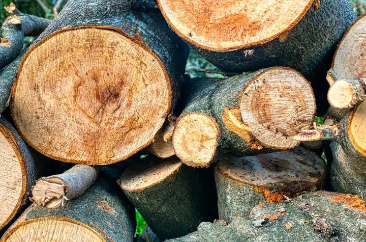 Our Expertise in Tree Care