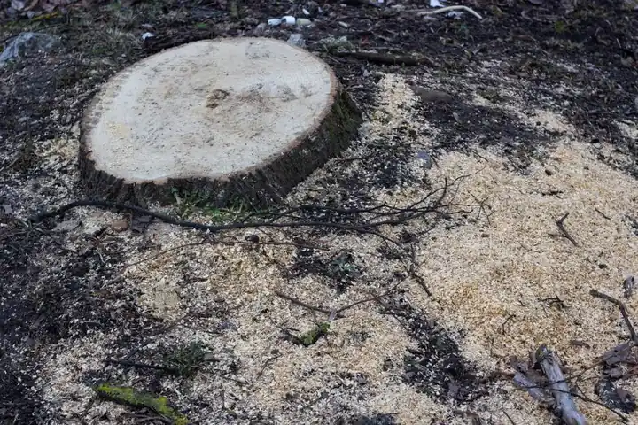 Our Tree Removal Expertise
