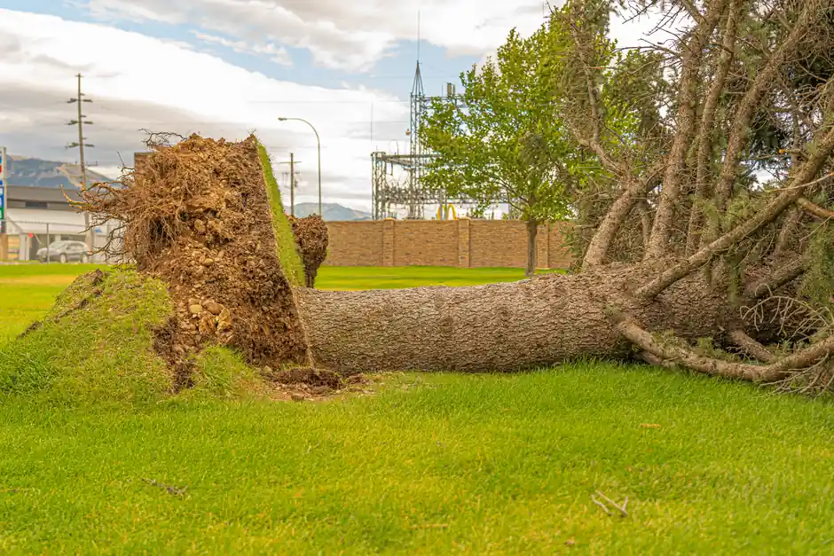 Residential Tree Service