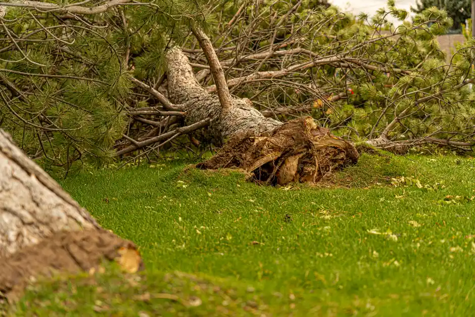 Commercial Tree Service